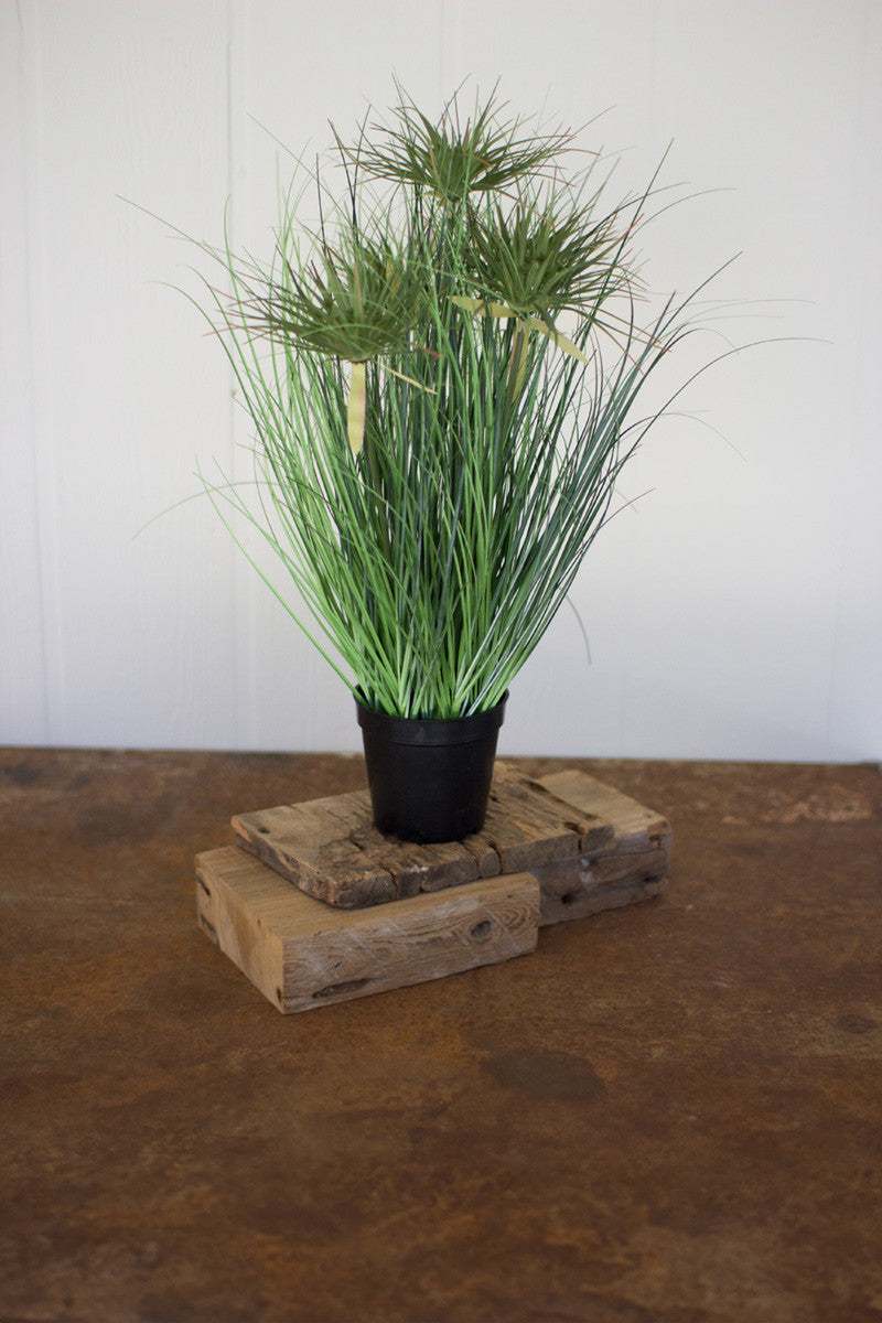 Cyprus Grass In A Pot