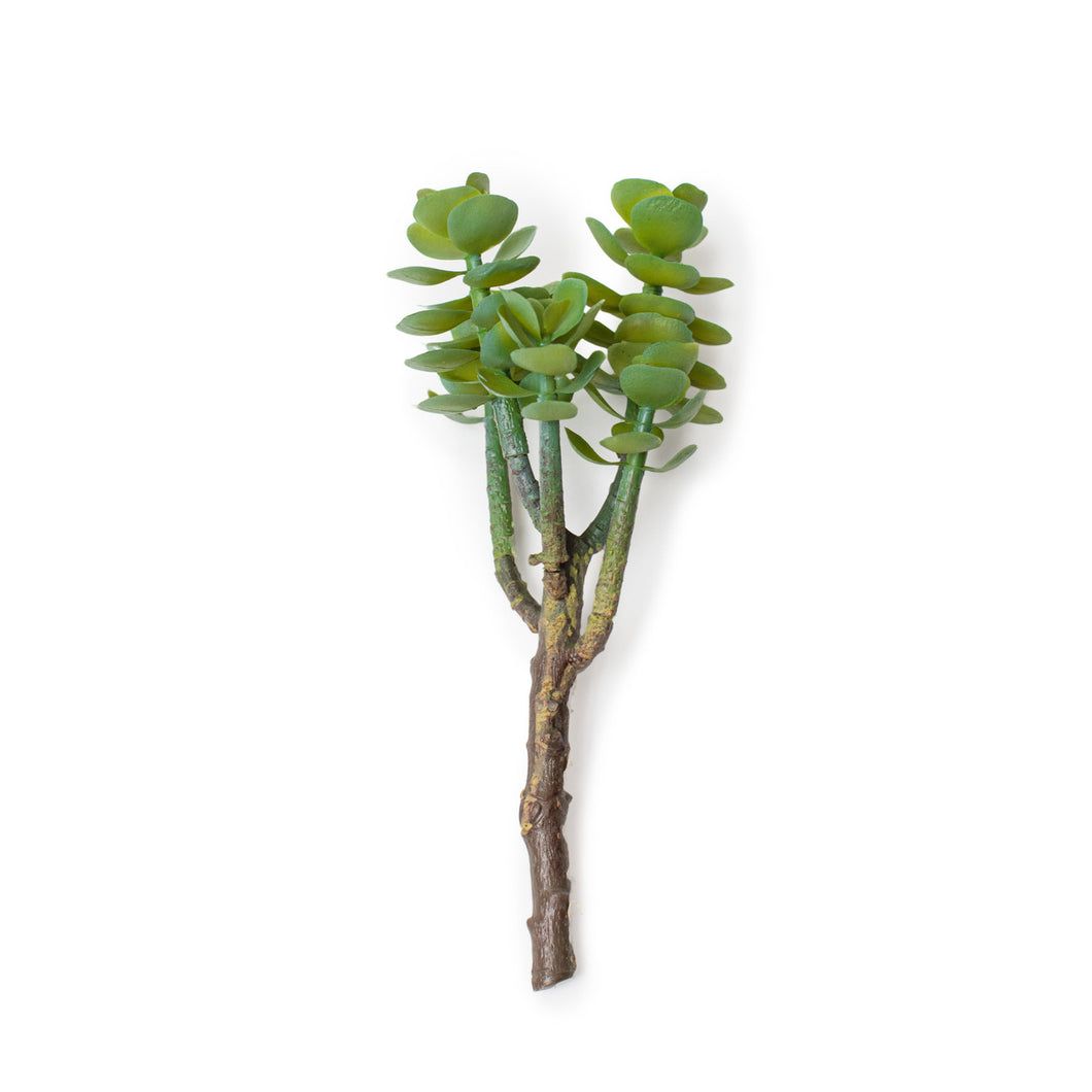 succulent with stem Succulent Stem – The Dogwood Shop