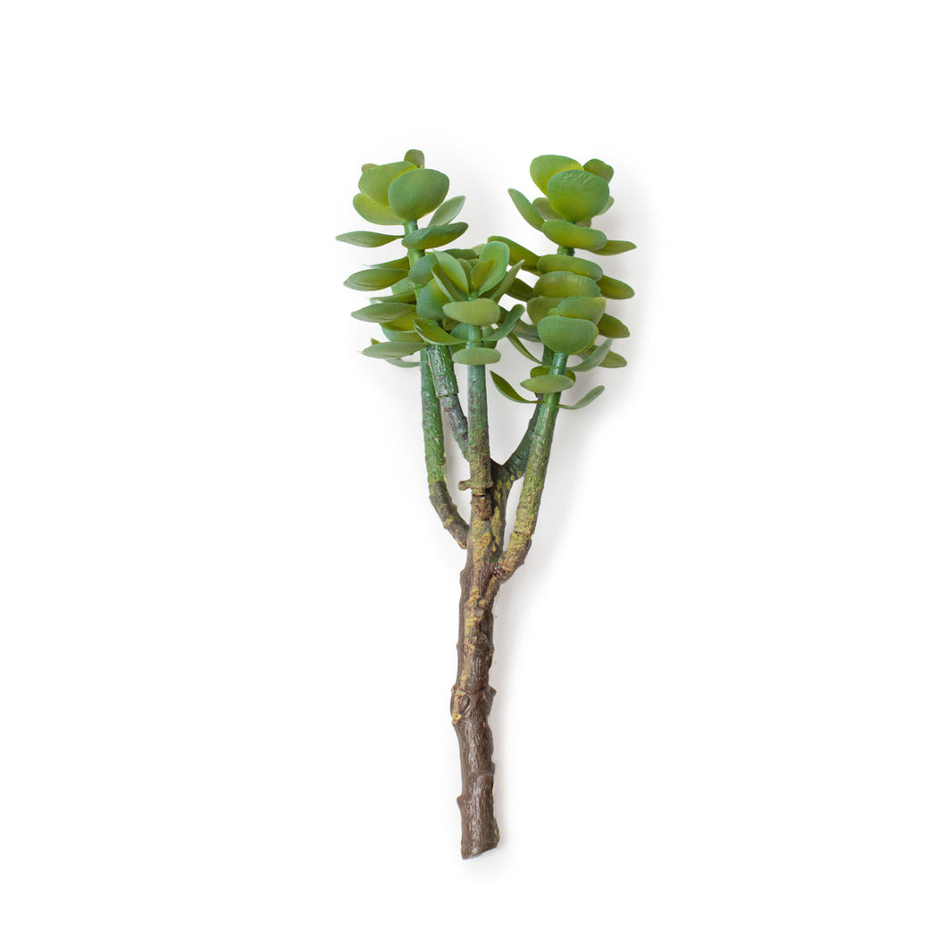 Succulent Stem - 19