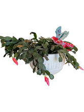 Load image into Gallery viewer, Acrylic Bird Plant Stick - 2 Colors
